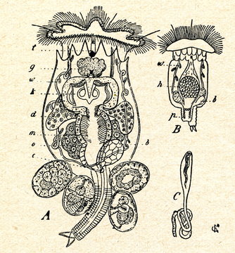 Rotifers Brachionus arceolaris (A-female, B-male)