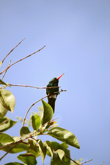colibrí descansando sobre la rama © graciela rossi