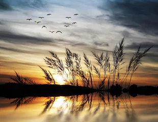 Photo sur Plexiglas Chambre à coucher lever de soleil après la végétation du lac