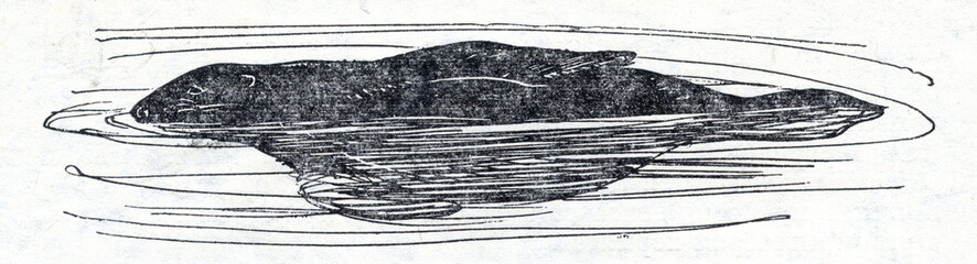 Sleeping northern fur seal (Callorhinus ursinus)