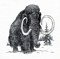 Naklejka premium Woolly mammoth (Mammuthus primigenius)