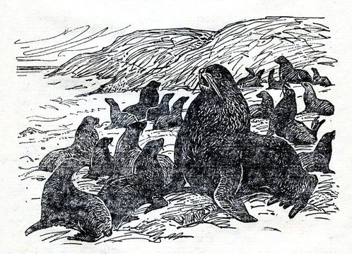 Northern fur seal (Callorhinus ursinus)-male and harem