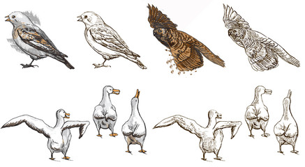 Naklejka premium polar animals (birds) - coloring book