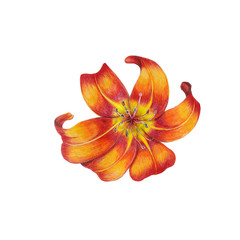Obraz premium Lily