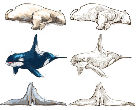 polar animals (mammals) - coloring book