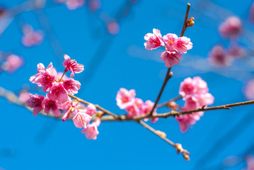 Wild Himalayan Cherry