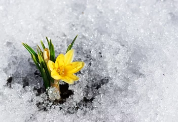 Photo sur Plexiglas Crocus crocus jaune dans la neige