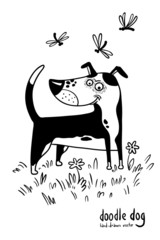 doodle dog
