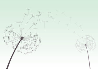 Black vector dandelions