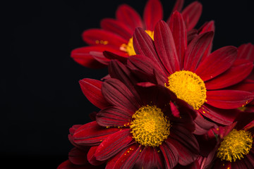 macro composition of red velvet chrysanthemum flowers on black b