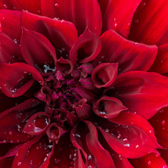 Naklejka premium beautiful blooming red velvet petals dahlia macro of raindrops,