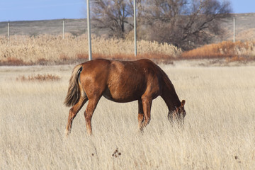 Steppe horse