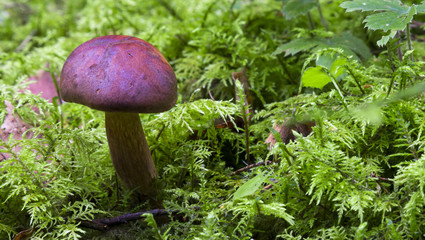 mushrooms in the forest