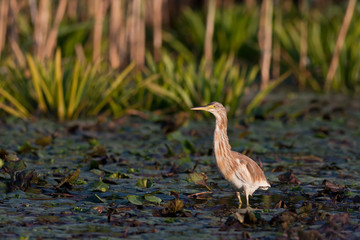 Squacco Heron (Ardeola ralloides)
