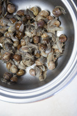 Escargot before being cooked