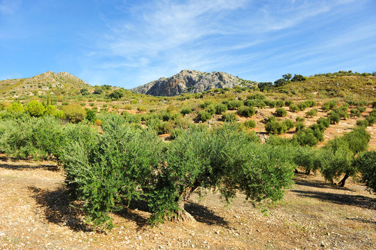 Paisaje de la Subb&eacute;tica, provincia de C&oacute;rdoba, Espa&ntilde;a