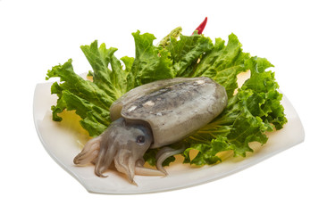 Raw cuttlefish