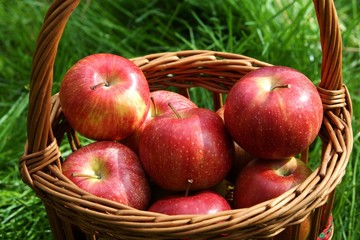 Apple Harvest