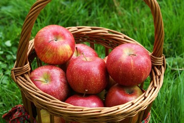 Apple Harvest