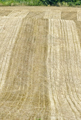 Hay Field After Harvest Vertical