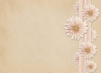 Aster flowers on pink background