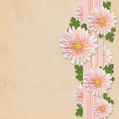 Aster flowers on pink background