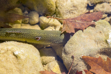 Injured trout fish is hiding under the stone in the river water