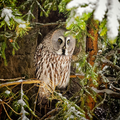 Big grey owl at tree in winter