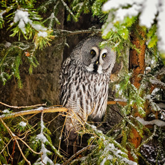 Big grey owl at tree in winter2