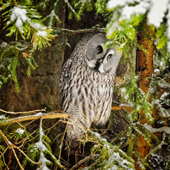 Big grey owl at tree in winter3