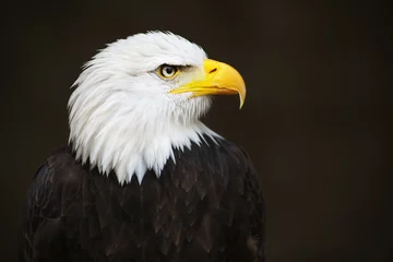 Printed kitchen splashbacks Eagle Bald headed eagle