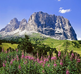 Naklejka premium Bergblumen vor Sella-Gruppe, Dolomiten, Südtirol