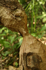 Vom Biber gefällter Baum mit typischen Fraßspuren