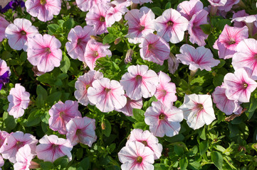 Lots of colorful petunia flowers close up