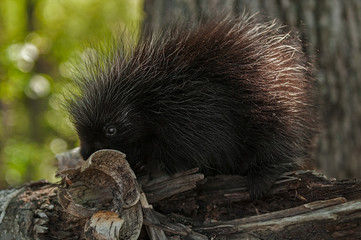 Porcupette (Erethizon dorsatum) Sniffs at Birch Curl