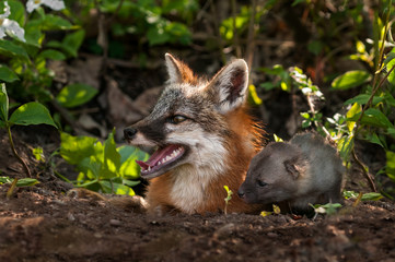 Grey Fox Vixen and Kit (Urocyon cinereoargenteus) Look Left out