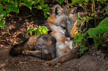 Grey Fox (Urocyon cinereoargenteus) Vixen Sniffs Flower with Kit