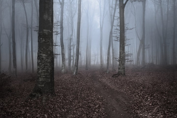 Obraz premium Strange dark forest with trail in the fog