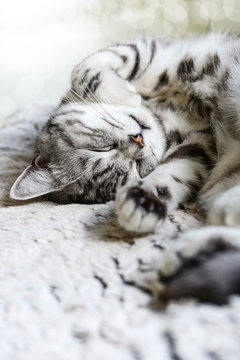 chill mal - Katze beim entspannen