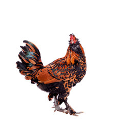 Pavlovian breed Rooster on white