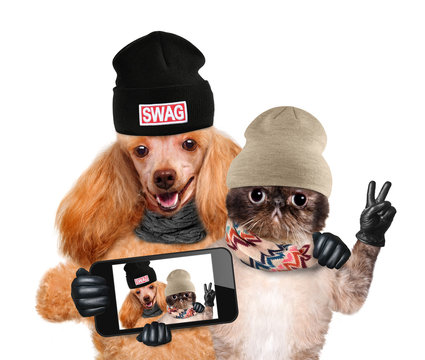 dog with cat taking a selfie together with a smartphone