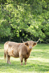 Highland Cattle (Bos Taurus) in a field. 