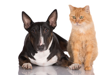 black dog with a ginger cat