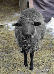 Новый, 2015 год - год овечки (овцы)
