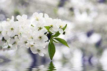 Cherry blossom closeup over natural background