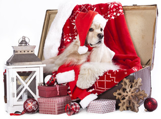 Obraz premium christmas dog wearing a santa hat