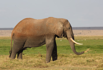 Fototapeta na wymiar großer Elefant