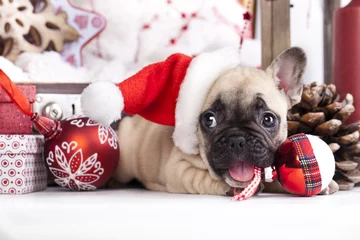 Foto op Canvas puppy kerst Franse Bulldog © liliya kulianionak