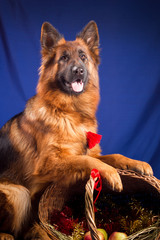 German shepherd put his paws on a wicker basket. Blue background