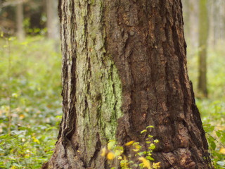 Zur Ruhe kommen im Wald